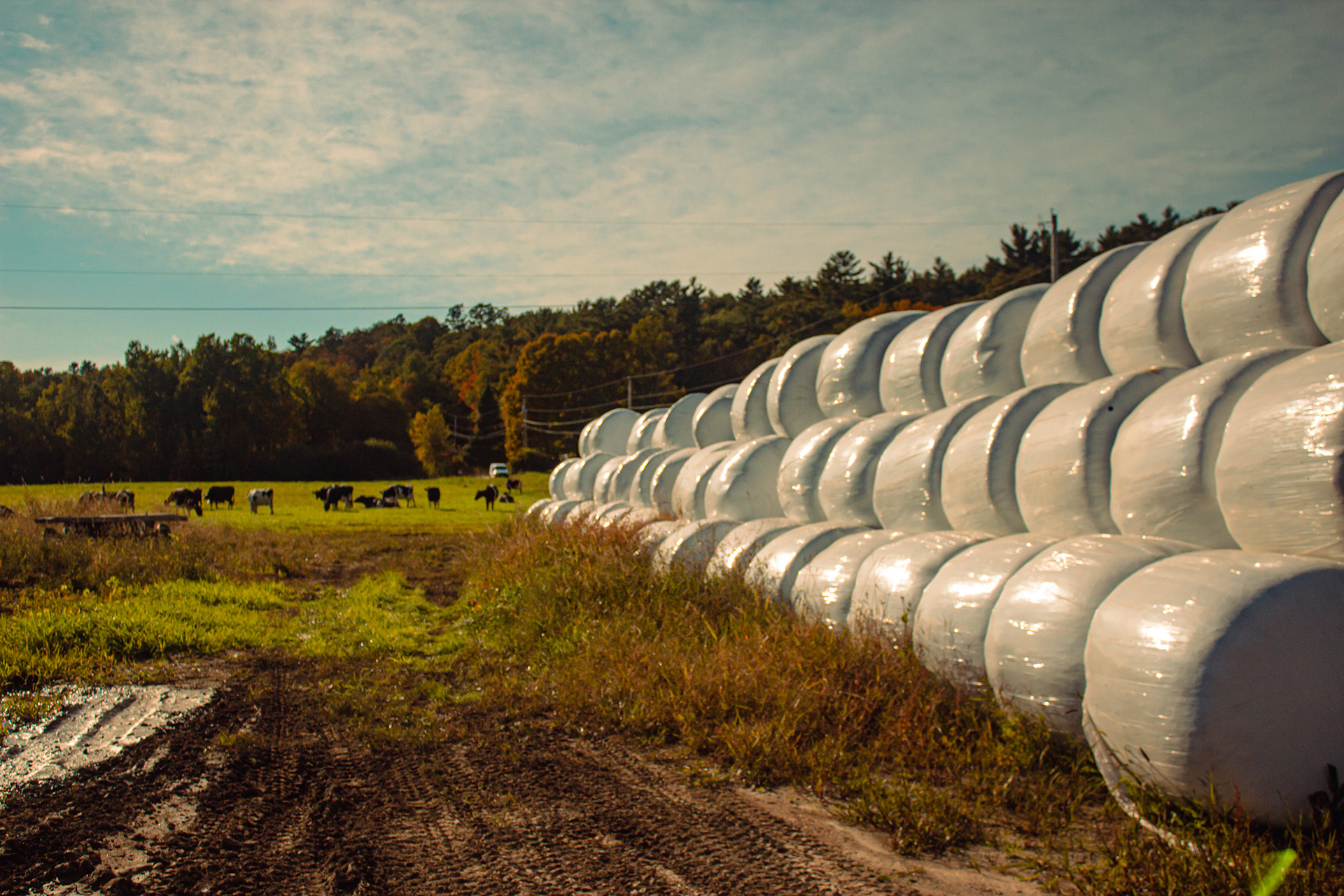 Rows of baled hay