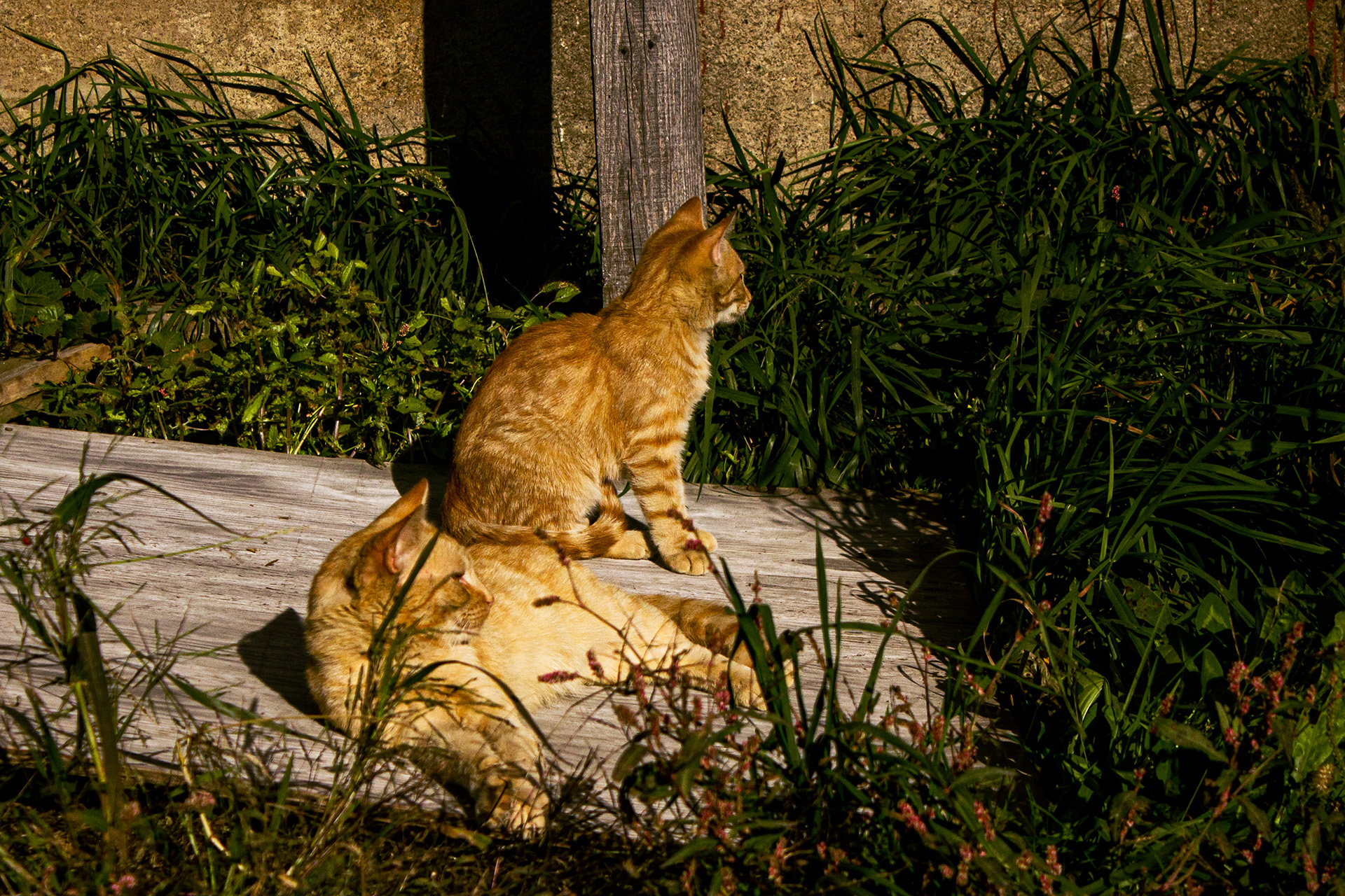 Two cats lounging in front of a barn