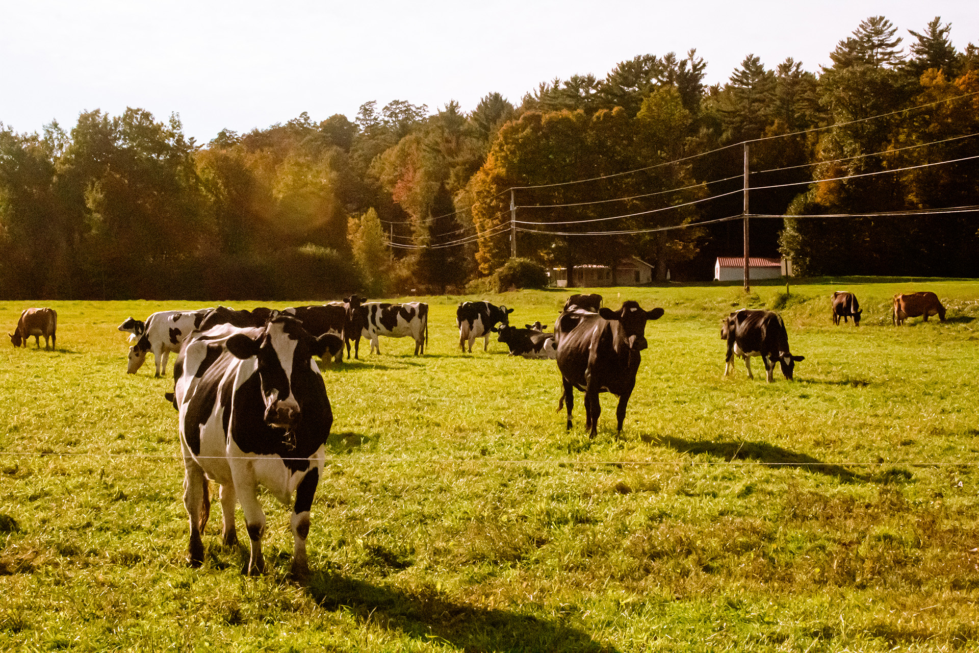 Cows in a field