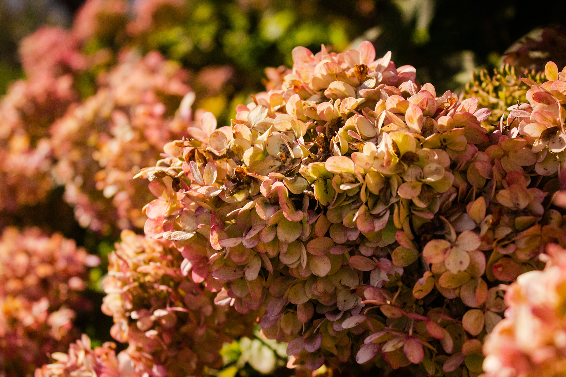 Some small white and pink flowers