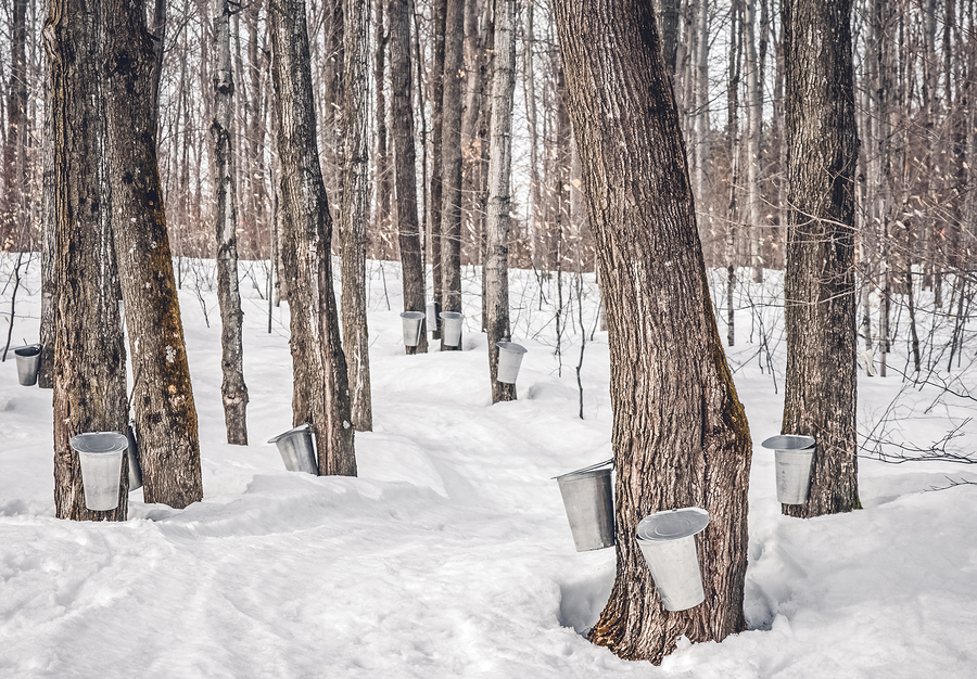 woods lined with maple collection buckets