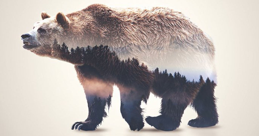 Image of bear using double exposure